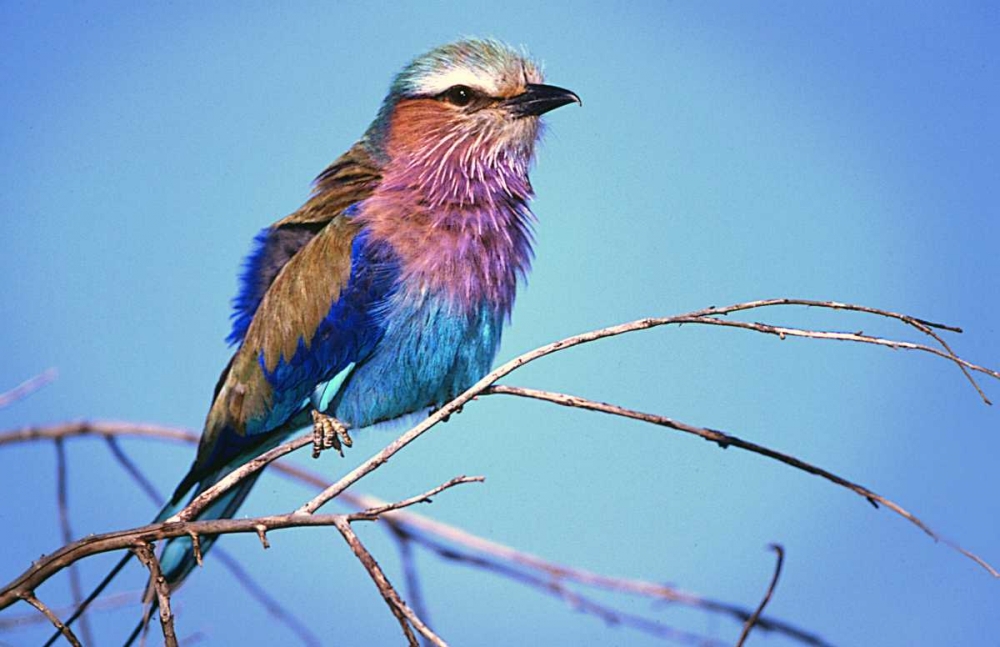 Kenya, Masai Mara Lilac-breasted roller on limb